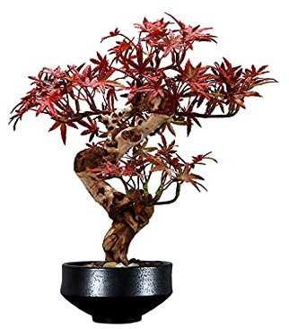 Künstlicher bonsai Künstliche rote Ahorn-Topfpflanzen, gefälschte Grünpflanzen, Bonsai, Zen-Dekoration, Ausstellungshalle, Raum, Teestube, Arbeitszimmer, Einkaufszentrum, Restaurant Kunstbonsai