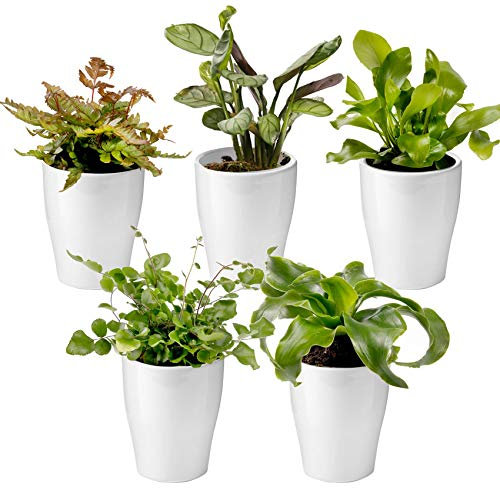 vdvelde.com - Ecoworld Mini Pflanzen Set - Farne Inklusive Keramik Mini Pflanzentöpfe - 5 Verschiedene Arten - Kleine Pflanzen Ø6 cm Höhe 8-15 cm - Aus eigener Gärtnerei