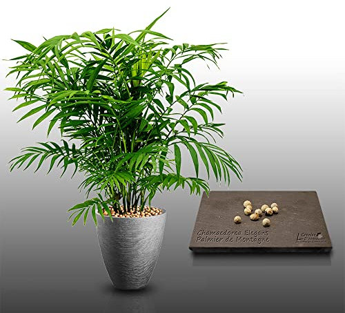 10 graines à semer - Le Grenier d'Abondance - PALMIER DE MONTAGNE - Chamaedorea Elegans