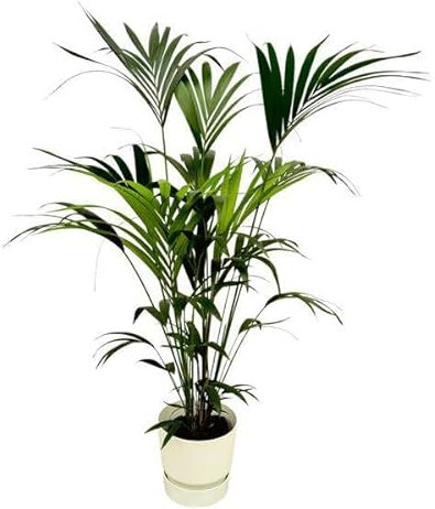 Kentia Palme – Forstersche Kentia – Zimmerpflanze ca. 160cm – ø30cm – inkl. Pflanzgefäß Greenville Weiß – Tropische XL-Zimmerpalme für Wohnzimmer, Büro & Wintergarten