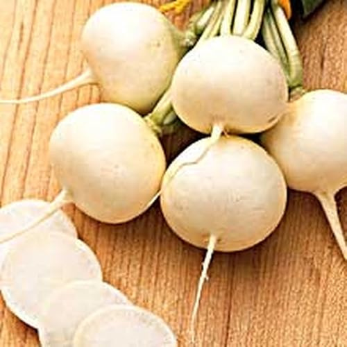 Sachet de graines de Radis ronde witte (rond blanc) - 10 g - LES GRAINES BOCQUET
