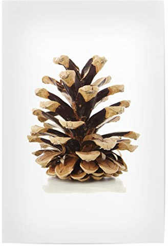 artboxONE Poster 30x20 cm Natur Tannenzapfen - Bild tannenzapfen gemütlichkeit herbstdeko