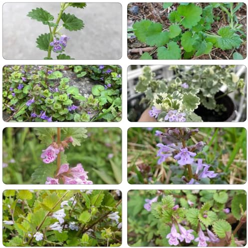 edera terrestre decorazione perenni di giardino resistente cucina selvatico, autunno, semi perenni 150pcs