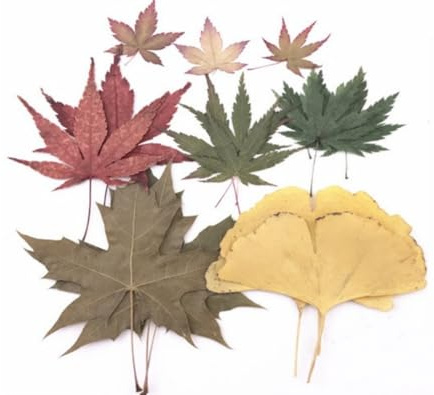 18pcs Les Pétales de Fleurs Pressées à Séchés Multicolores Laissent Un Vrai Art de Bricolage Naturel avec des Hortensias Hirondelle pour Les Amateurs d'art des conceptions d'artisanat Uniques