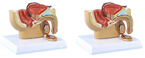 Rastapulz 2 x 1:2 manlig bassäng sagittal snitt testiklar prostata bubbla rektal urinsystem modell