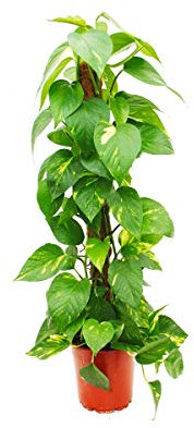 Exotenherz - Epipremnum aureum, Efeutute am Moosstab