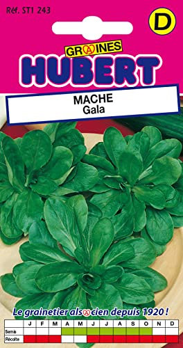 Graines de Mâche Gala - 2 grammes