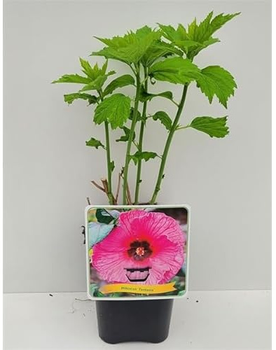XXL Hibiscus moscheutos ‘Fantasia’ – Riesenhibiskus Staudenhibiskus mit extra großen rosa Blüten, winterhart & mehrjährig, ideal für Garten, Terrasse & Kübel