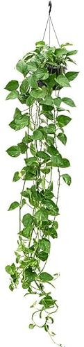 Efeutute (Epipremnum Aureum) Ampel – Pflegeleichte, Luftreinigende Hängepflanze mit 100 cm+ langen Ranken, Dekorative Rankpflanze für Innenräume