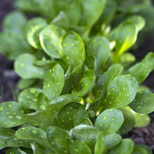 Semi di valeriana - per luoghi soleggiati semi di aromatiche da giardino esotiche invernali da giardino roccioso resistenti regali sostenibili 600pcs
