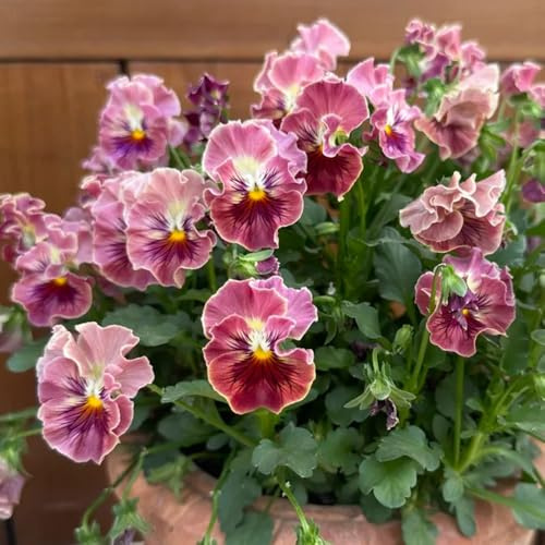 Comprar semillas de pensamientos - para jardines de rocas resistentes para cubrir el suelo silvestres, 180pcs