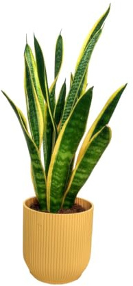 PLANTA DE INTERIOR NATURAL SANSEVIERIA LAURENTII M14 50CM LENGUA DE SUEGRA MUY RESISTENTE