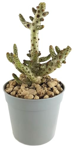 Fangblatt – Tylecodon buchholzianus – exotische Zwergsukkulente im Ø 6,5 cm Topf – seltene Zimmerpflanze – pflegeleichte Zierpflanze für sonnige Fensterplätze