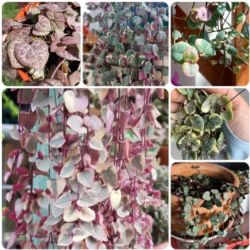 Semi di Ceropegia woodii, semi di in casa di candeliere, da giardino, semi di Le perenni sono d'appartamento 120pcs