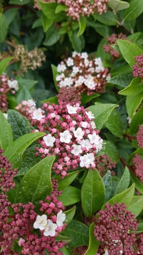 Viburnum tinus/Laurier tin/Conteneur de 3 à 4 litres/Arbuste de haie/Floraison hivernale