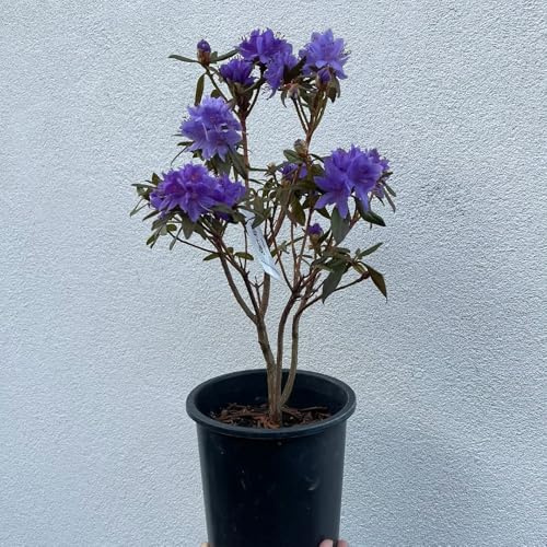 semi di rododendro - azalea - giardino, d'appartamento, rare di azalee to perenne, decorazione autunnale di campo 75pcs