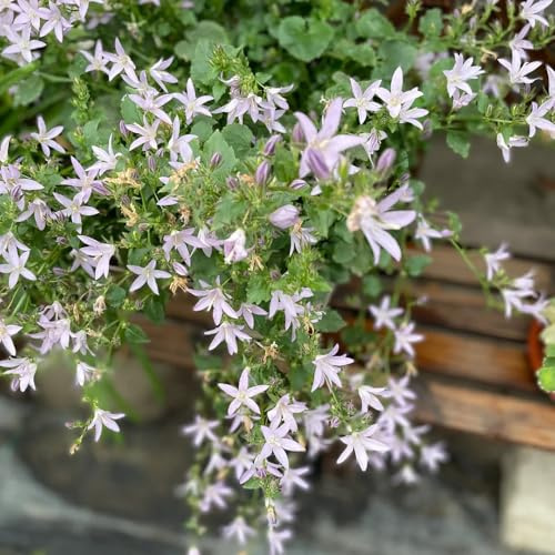 glockenblume - bodendecker winterhart mehrjährig glockenblume, balkonpflanzen winterhart kletterpflanzen bio 350samen