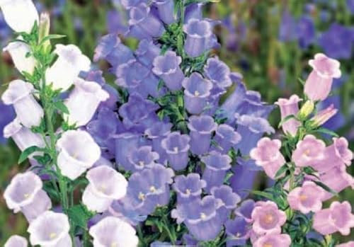 780 Seeds of Campanula Canterbury Bells Mixed