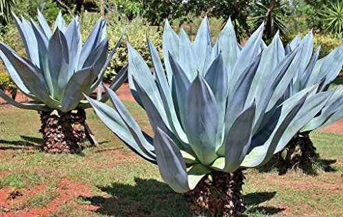 50 Semi Agave Americana, Seltene grassa secolo Sementi Delle piante esotiche Maguey Aloe