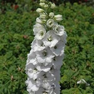 Semi-Rittersporn bianco Re di fiori (Delphinium Consolida) 200 + Semi