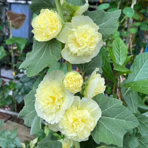 malvarrosas semillas de perennes resistentes jardín de prado silvestres, siembra otoño, perenne semillas interior cama elevada jardín balcón malva 950pcs