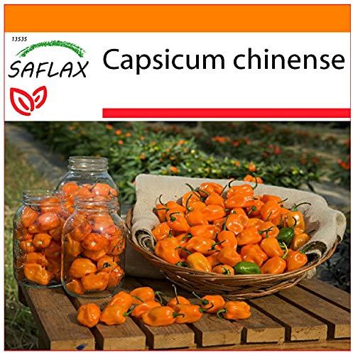 SAFLAX - Garden in the Bag - Chile habanero amarillo - 10 semillas - Con sustrato de cultivo en un sacchetto rigido fácil de manejar. - Capsicum chinense