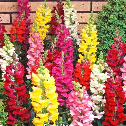 Snapdragon Mix - 6000 Seeds + Plant Tag + Freebie - Antirrhinum majus Maximum