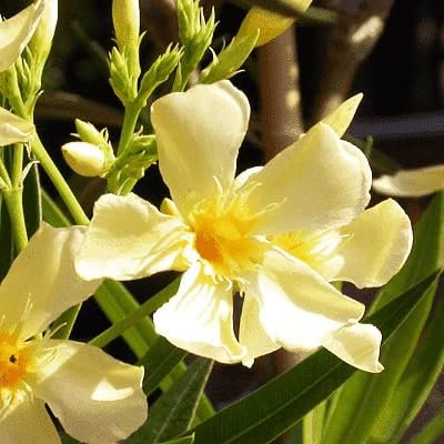 100pcs Fresh Oleander Flower Seeds