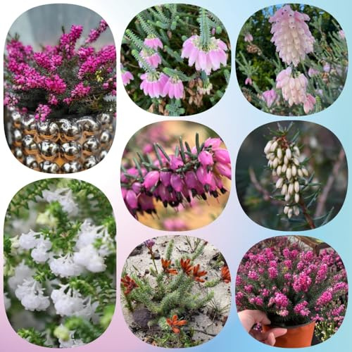 Semillas de brezo, de balcón semillas de pradera de mariposas variedades antiguas semillas de invernaderos de balcón Decoración de jardín para 150pcs