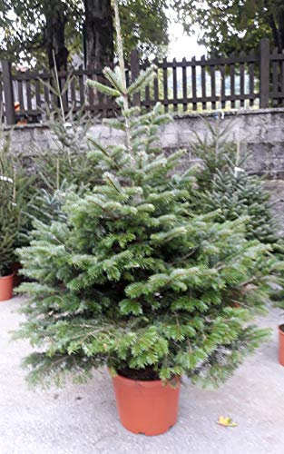 Vivai Ceccarelli & Sichi Albero di Natale Naturale Abete Nordmanniana - 1,85 m