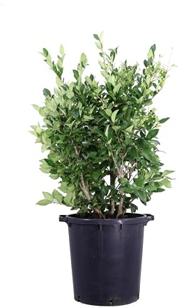 Pianta di Ligustro del Texas o Ligustrum Texanum diverse grandezze cespuglio ornamentale da esterno pianta vera ideale per siepe venduta da eGarden.store (Vaso 35 cm)