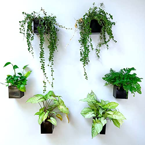 LáLáGreen - Macetero de Pared – Paquete de 6 macetas cuadradas de Metal de 4 Pulgadas para Plantas de Interior, pequeñas macetas Negras montadas en la Pared, decoración de jardín al Aire Libre,