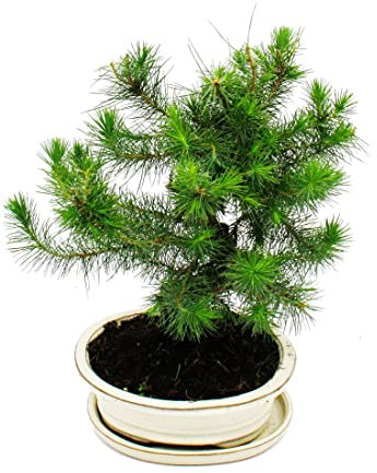 Exotenherz Bonsai - Pinus halepensis - Aleppo-Kiefer - ca. 9 Jahre alt