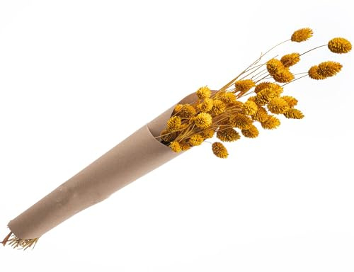Getrocknetes Phalaris Kanariengras 60-64 cm lang Deko Hochzeit Blumen-Deko Floristik dekorativ Blumenstrauß Trockenblumen (Gelb)