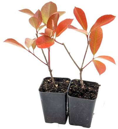 2 Red Tip Photinia/Photinia x Fraseri, Thriving in Extra Deep Nursery Cubes