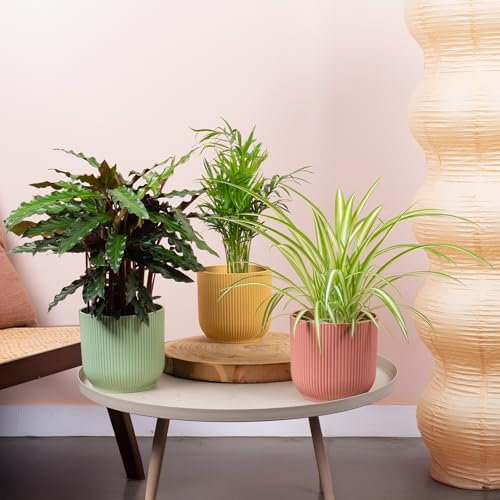 3 x Pet Friendly House Plant Bundle - Trio of Calathea Elgergrass, Chamaedorea Elegans, Chlorophytum Comosum Natural Houseplants - Indoor Real Plant Mix of Pet Safe Small and Large in 12cm Pots