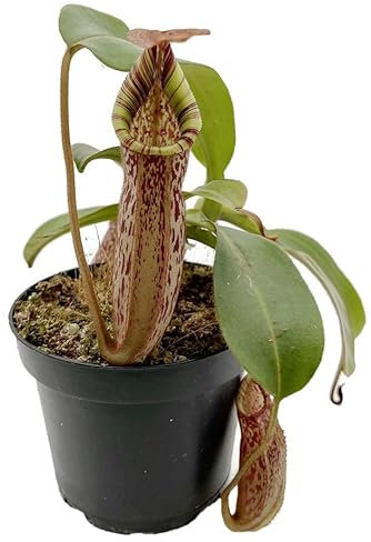 Fangblatt – Nepenthes spectabilis x veitchii – exotische Kannenpflanze Gr. L – auffällige fleischfressende Pflanze mit großen Kannen – Hochland-Karnivore für Sammler