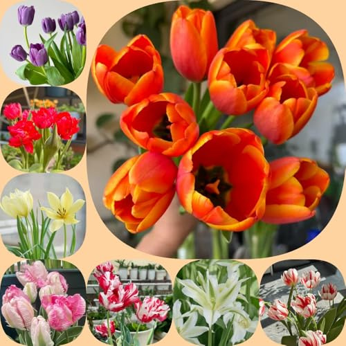 Tulpen, für sonnige plätze exotische sommerblumen geschenke für gärtner bodendecker balkongewächshäuser zimmerpflanzen blumenzwiebeln steingartenpflanzen winterhart 7Zwiebeln