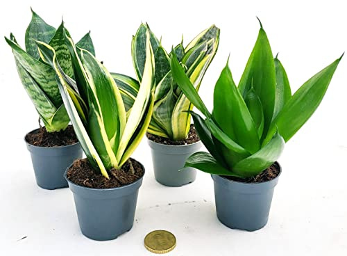 POWERS TO FLOWERS - SANSEVERIA MINI POKER, VASO 6CM DIAMETRO, Piante vere