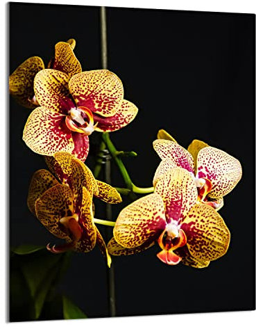 DarHaus Herdabdeckplatte einteilig 40x52 cm Ceranfeld Abdeckung Glas Spritzschutz Abdeckplatte Glasplatte Herd Ceranfeldabdeckung Deko, Orchidee Schwarz