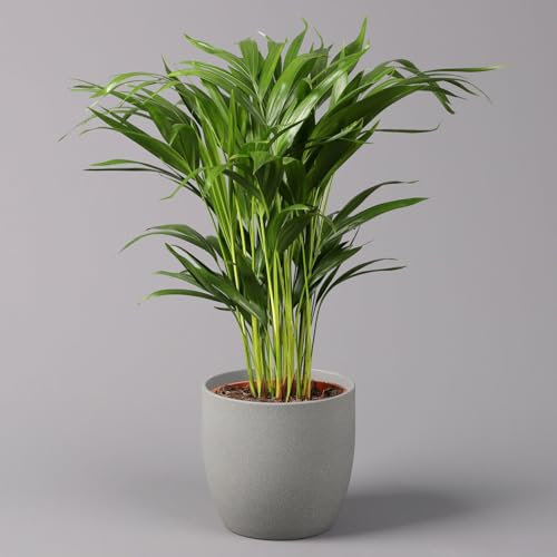 Goldfruchtpalme, Topf-Ø 17 cm, Höhe ca. 60 cm