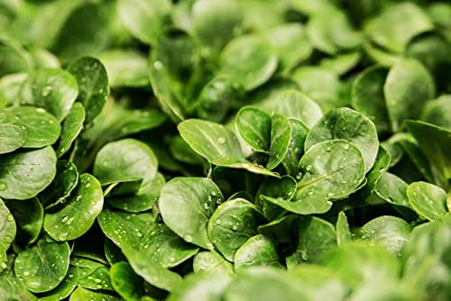 Vegetable Seeds for Planting UK, Variety Pack Varieties of Veg, Herb Grow Your Own. Easy to Grow Indoor, Outdoor Non-GMO (Corn Salad Verte de Cambrai 1200 Seeds)