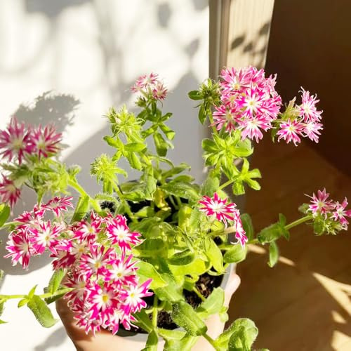 semi di phlox giardino balcone raro giardino roccioso d'appartamento esotiche sul balcone resistenti in vaso decorazione del soggiorno 1000pcs