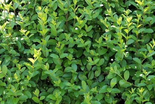 Vivaio Garden Forest Ligustro ovalifolium, 50 unità