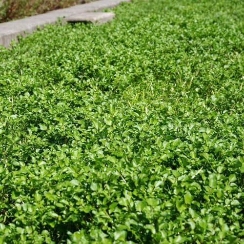 semillas de berro perenne - nasturtium officinale - resistentes de silvestres, 60pcs
