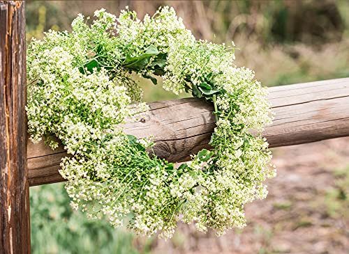 Thlaspi arvense - Penny Cress X 100 Seeds Bee Friendly Wild Cut Flower