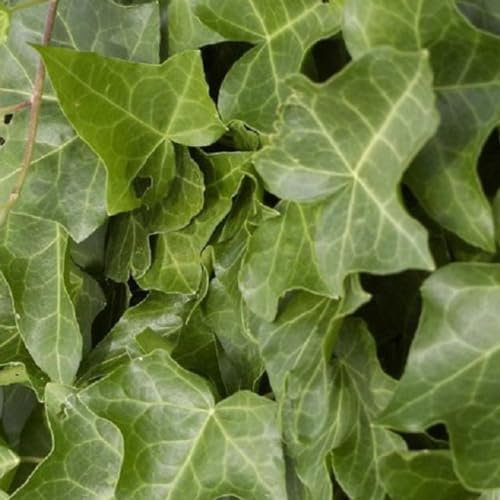24 x Efeu 'Plattensee' - Hedera helix 'Plattensee' Topf 9x9cm, für 3m² : Vielseitige und schmuckhafte Pflanze für Ihren Garten