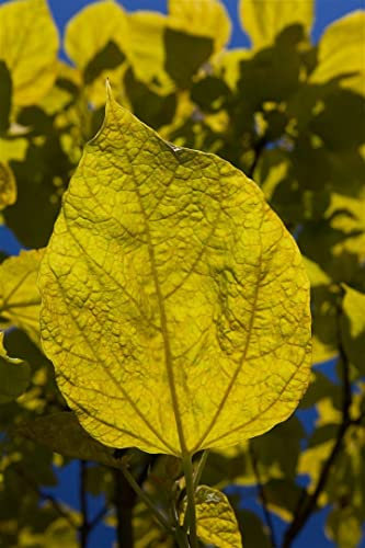 Gold-Trompetenbaum Catalpa bignonioides Aurea 100-125 cm winterhart