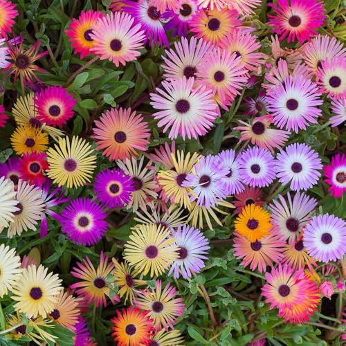 Mesembryanthemum Livingstone Daisy Seeds – Sun-Loving Flowers – Must Have for Borders & Rockeries – Half Hardy Annual – for Your Beautiful Garden