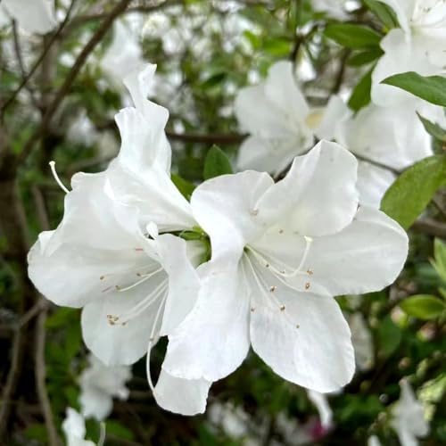 semillas de rododendro de sombra, primavera, decoración de arbustos de azalea Jardín de rocas resistentes, balcón, 100pcs